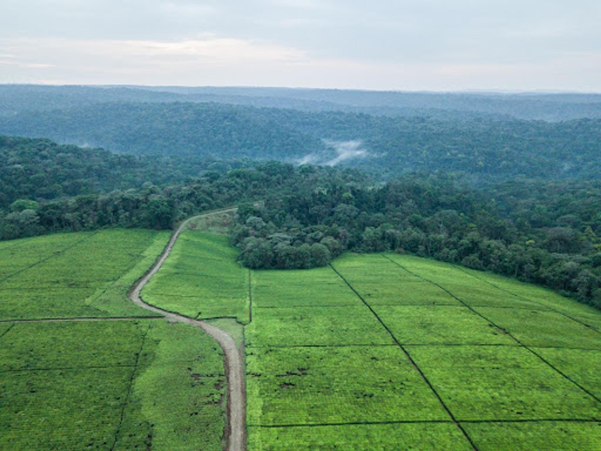 An aerial view of a water towers project in Kenya’s  Southwest Mau Forest and neighbouring tea estates.