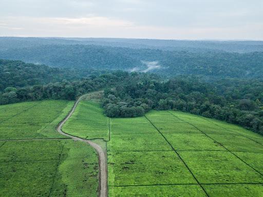 An aerial view of a water towers project in Kenya’s Southwest Mau Forest and neighbouring tea estates.