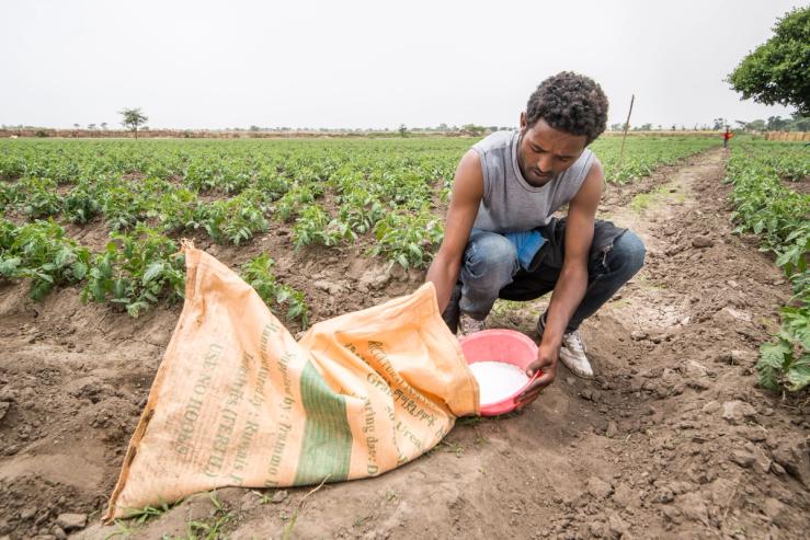 A young worker puts fertilizer on crops, Ethiopia.