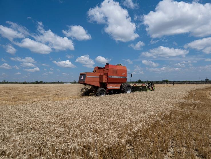 A wheat farm in Zimbabwe.