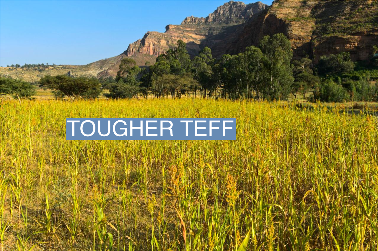 A field of teff grows on the Hazwien Plain in Ethiopia.