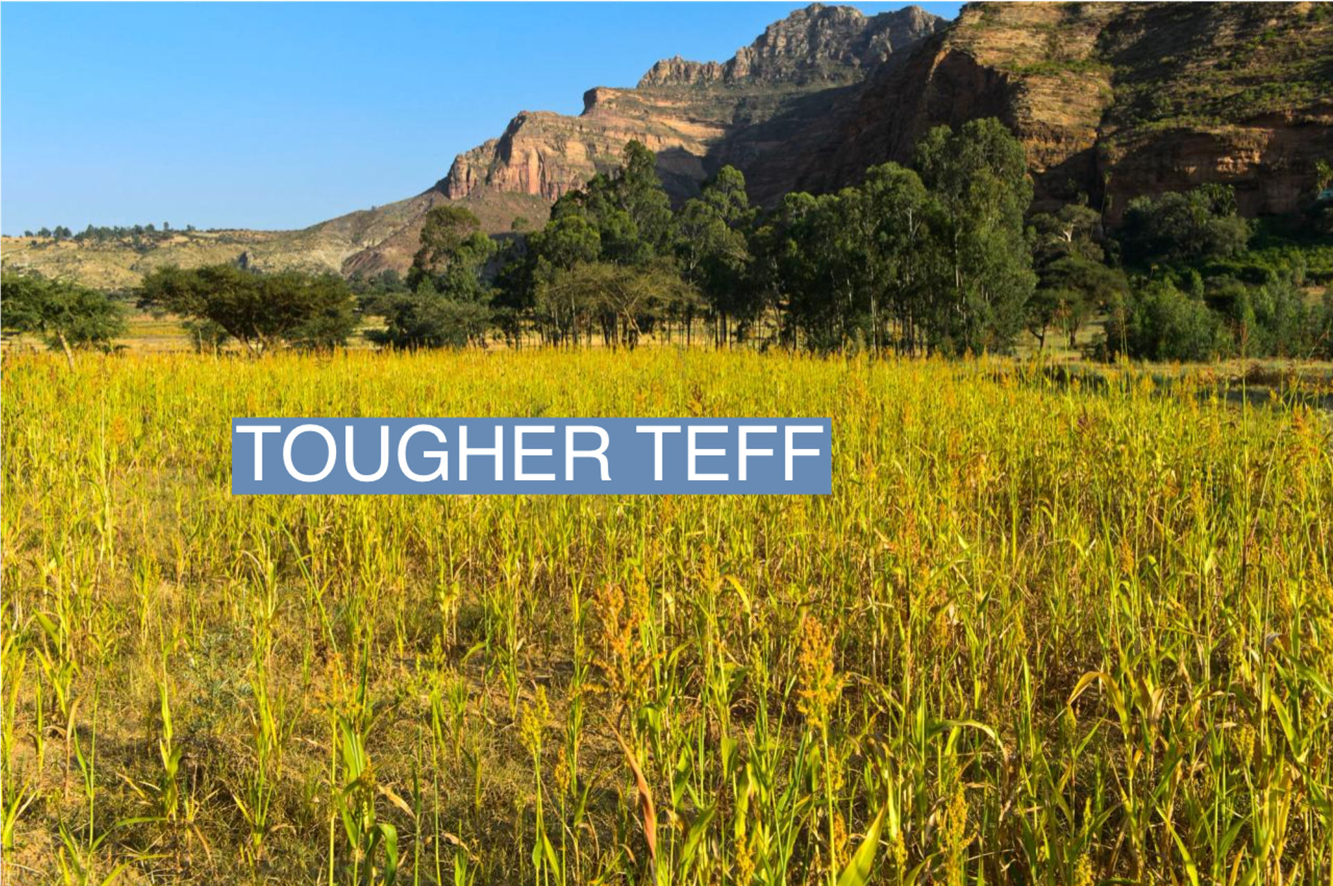 A field of teff grows on the Hazwien Plain in Ethiopia.