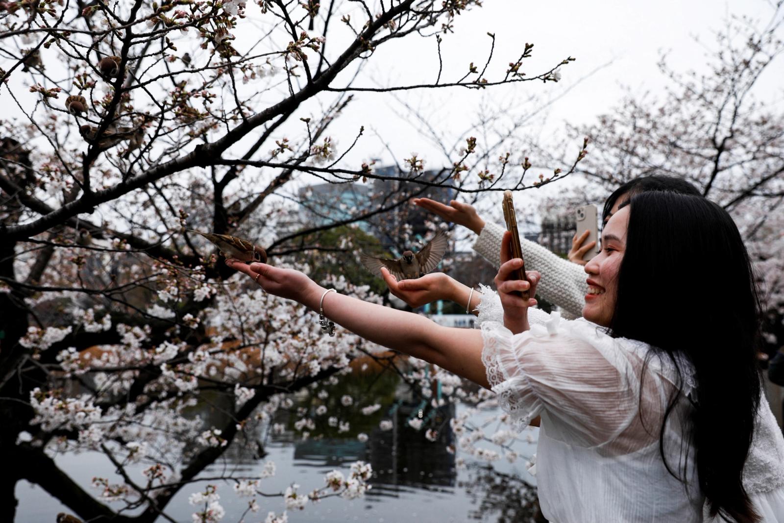Girls feed sparrows and take photos in front of cherry blossom trees at Ueno park, in Tokyo, Japan, March 21, 2023. REUTERS/Androniki Christodoulou