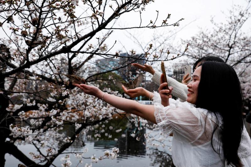 Girls feed sparrows and take photos in front of cherry blossom trees at Ueno park, in Tokyo, Japan, March 21, 2023. REUTERS/Androniki Christodoulou