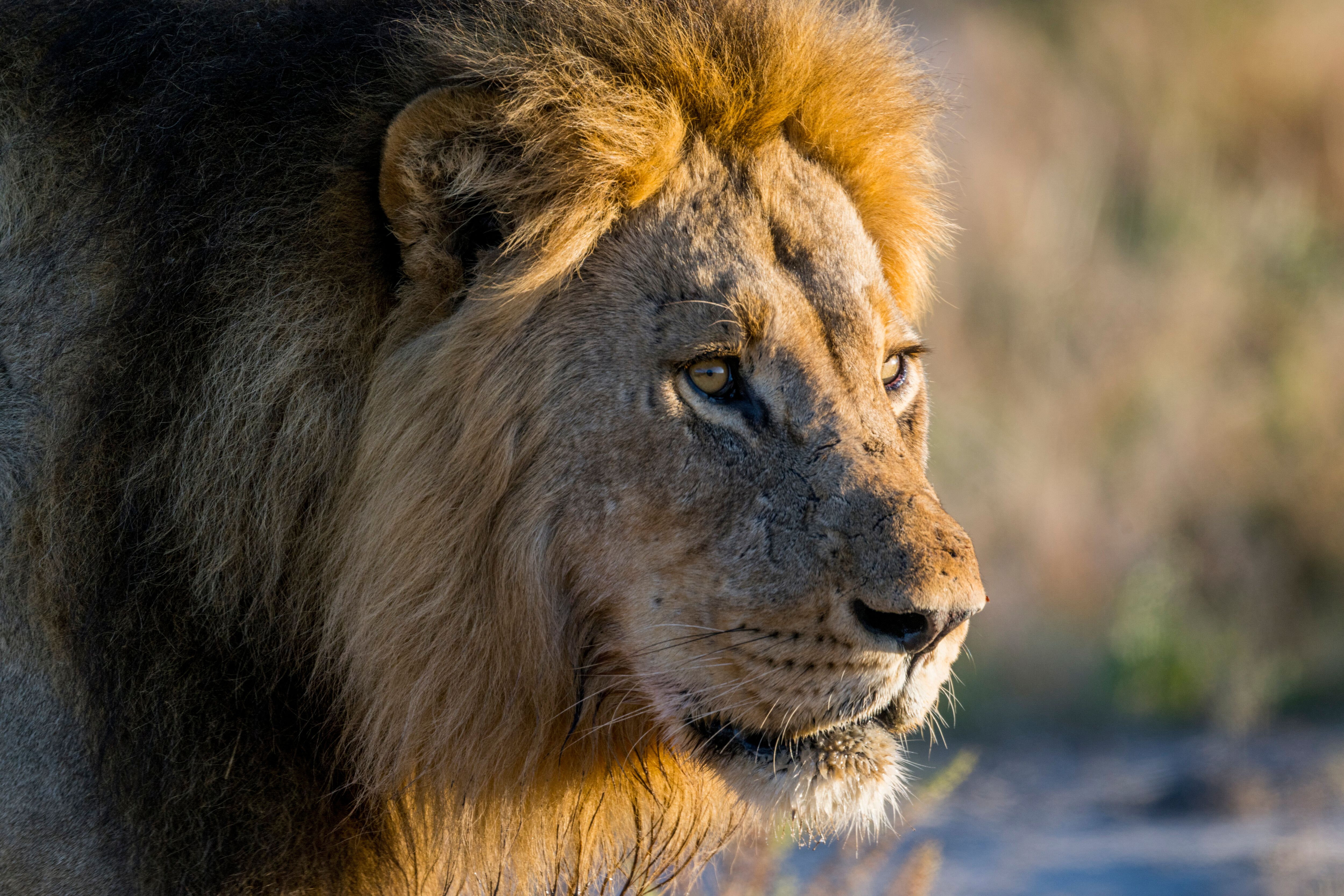 Lion in Botswana