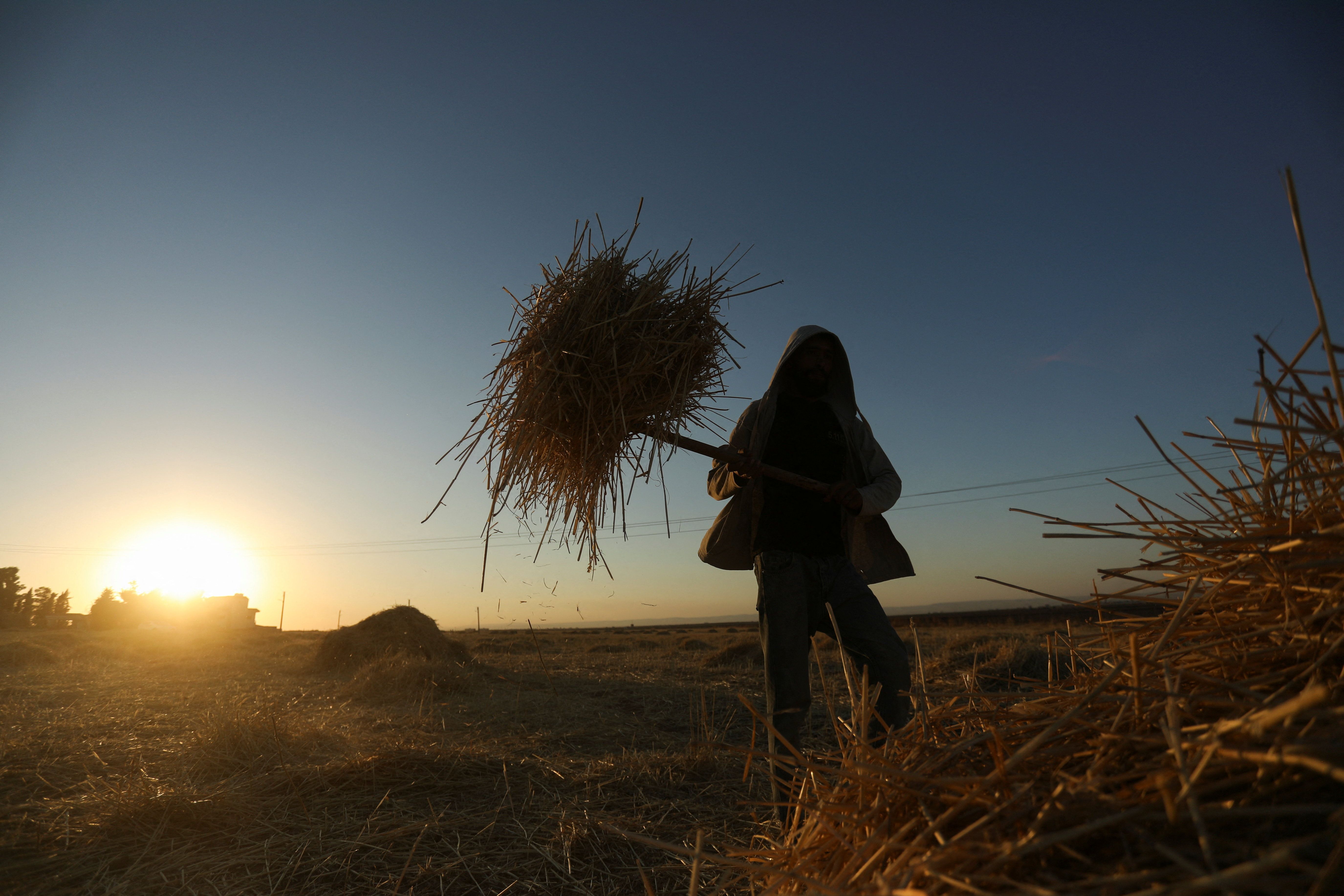 Worker collects straws after wheat harvest in Qamishli