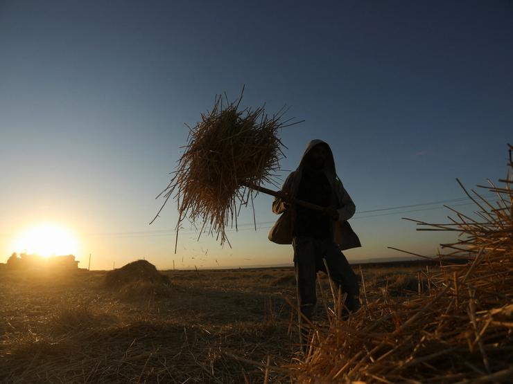 Worker collects straws after wheat harvest in Qamishli