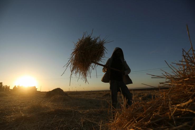 Worker collects straws after wheat harvest in Qamishli