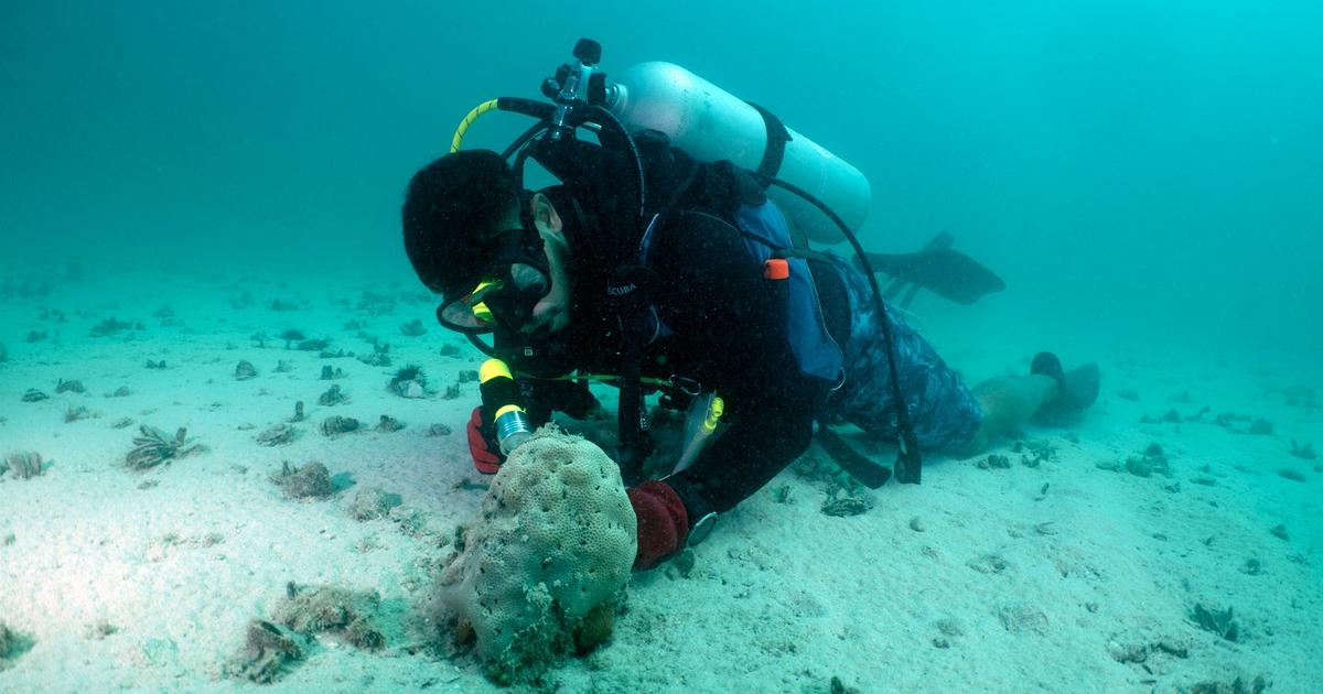 Abu Dhabi's oysters outnumber expectation