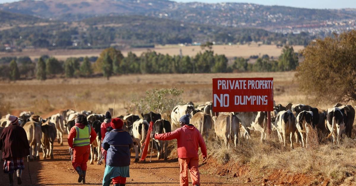 South Africa’s Democratic Alliance leads land reform lawsuit