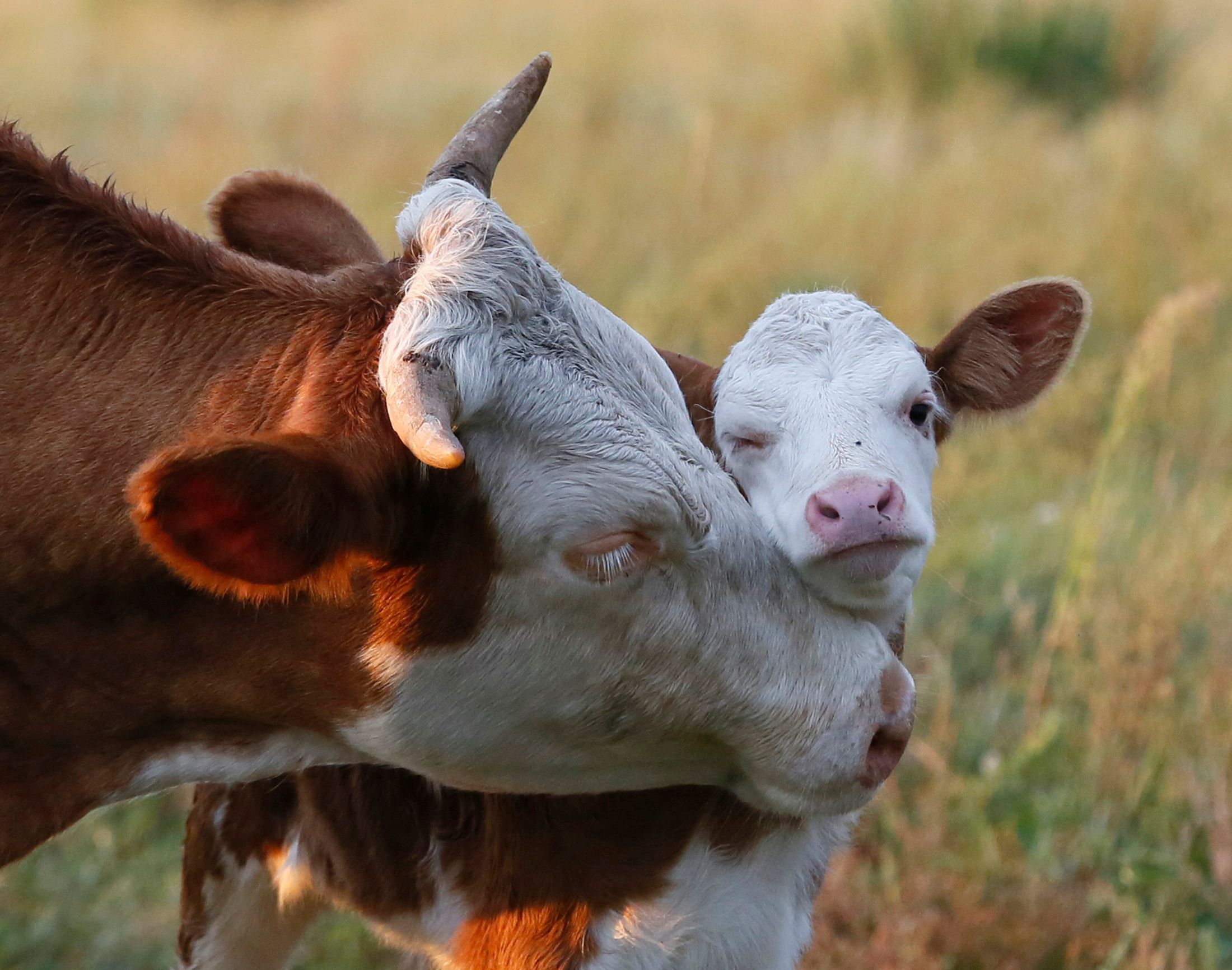 A cow nuzzles its calf in a field near the village of Lukyanovka, Ukraine.