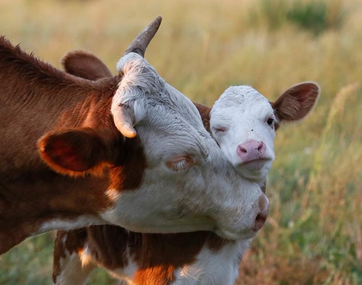 A cow nuzzles its calf in a field near the village of Lukyanovka, Ukraine.
