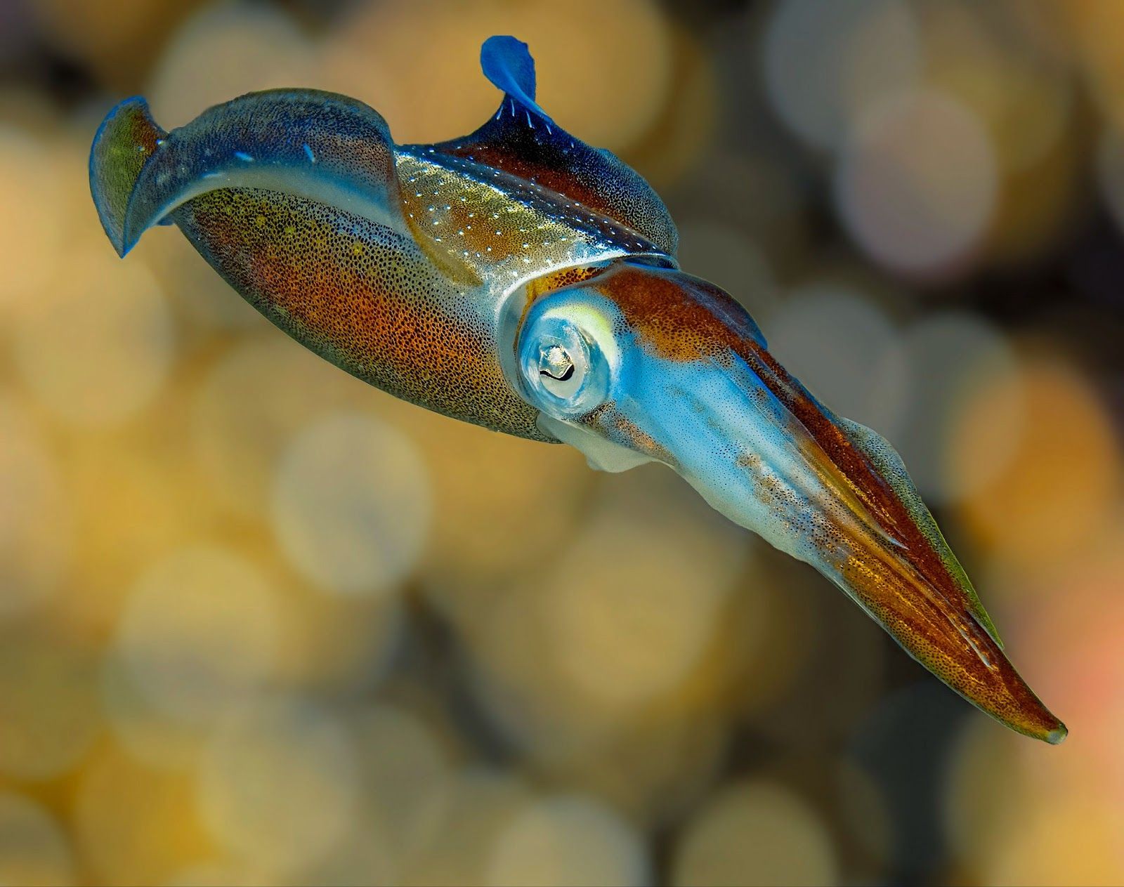  A squid.