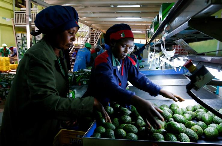 Workers sort avocados at the Mofarm fresh fruits exporters factory in Utawala area in the outskirts of Nairobi.