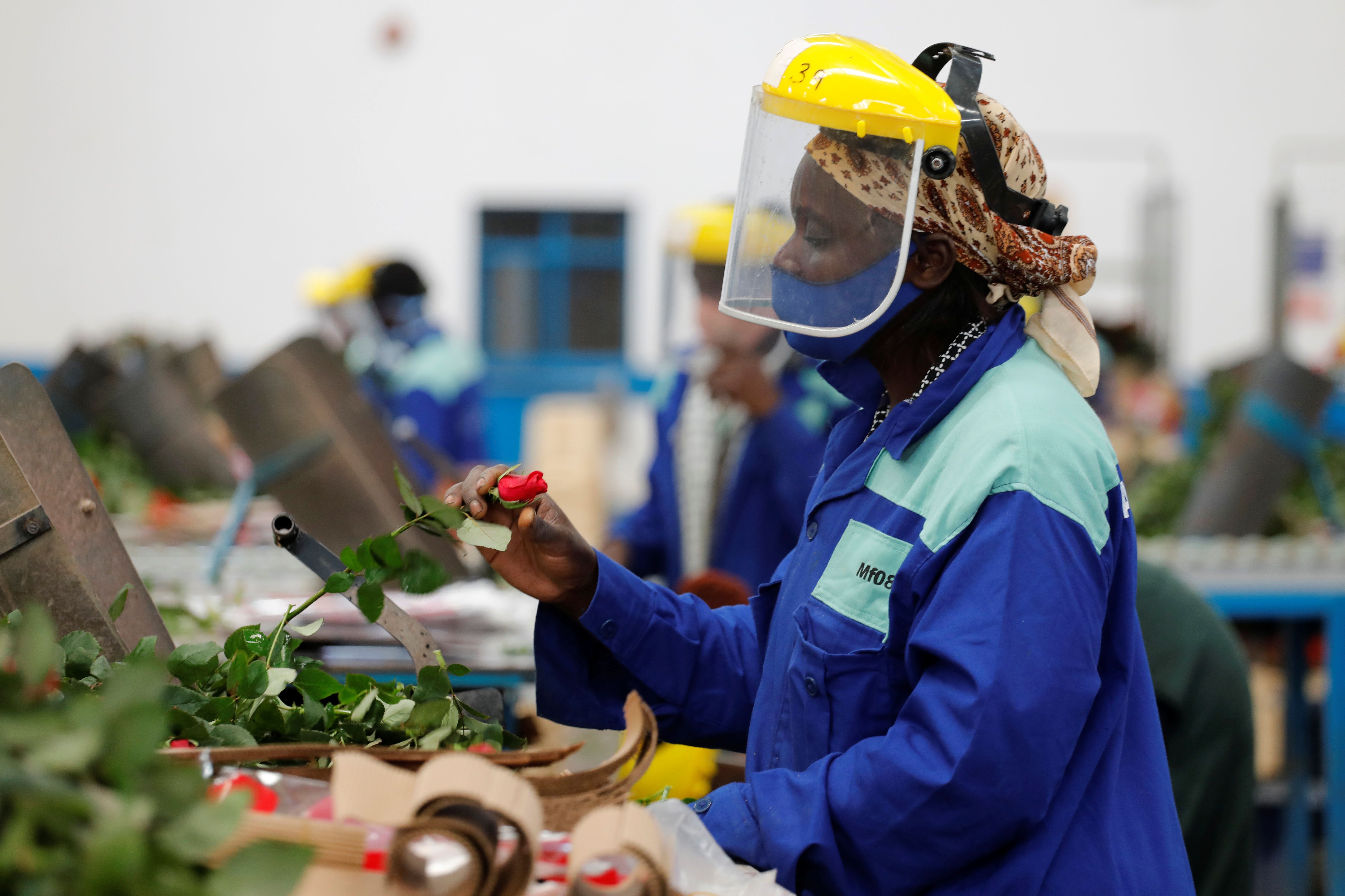 A worker sorts roses on the packing line in Kenya.
