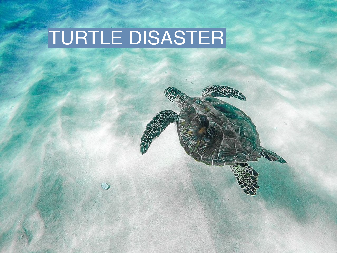 Climate change is having a ‘catastrophic impact’ on many migratory