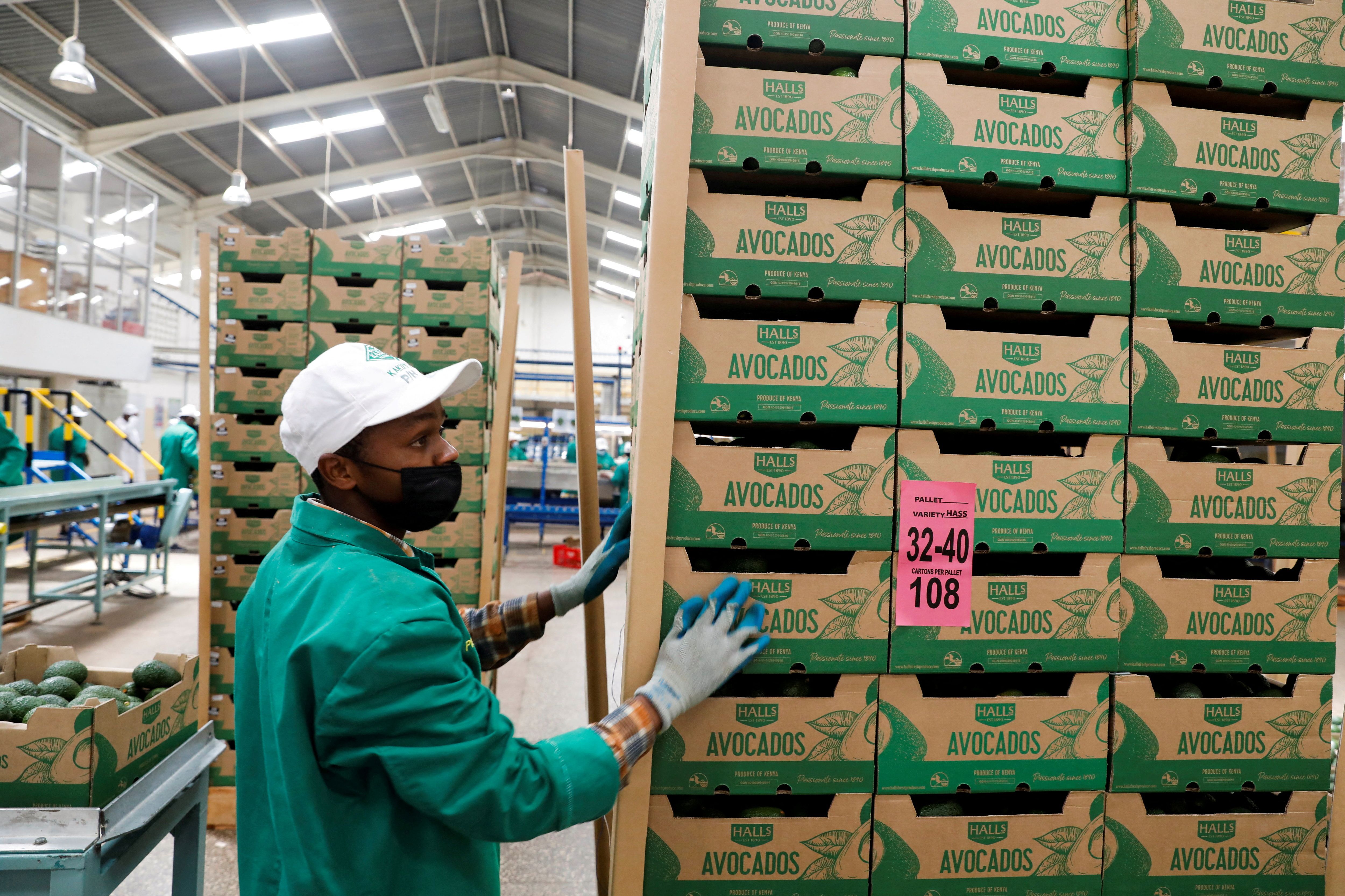 An employee stacks crates of avocados before being shipped from the Kakuzi pack house in Makuyu, Kenya. 