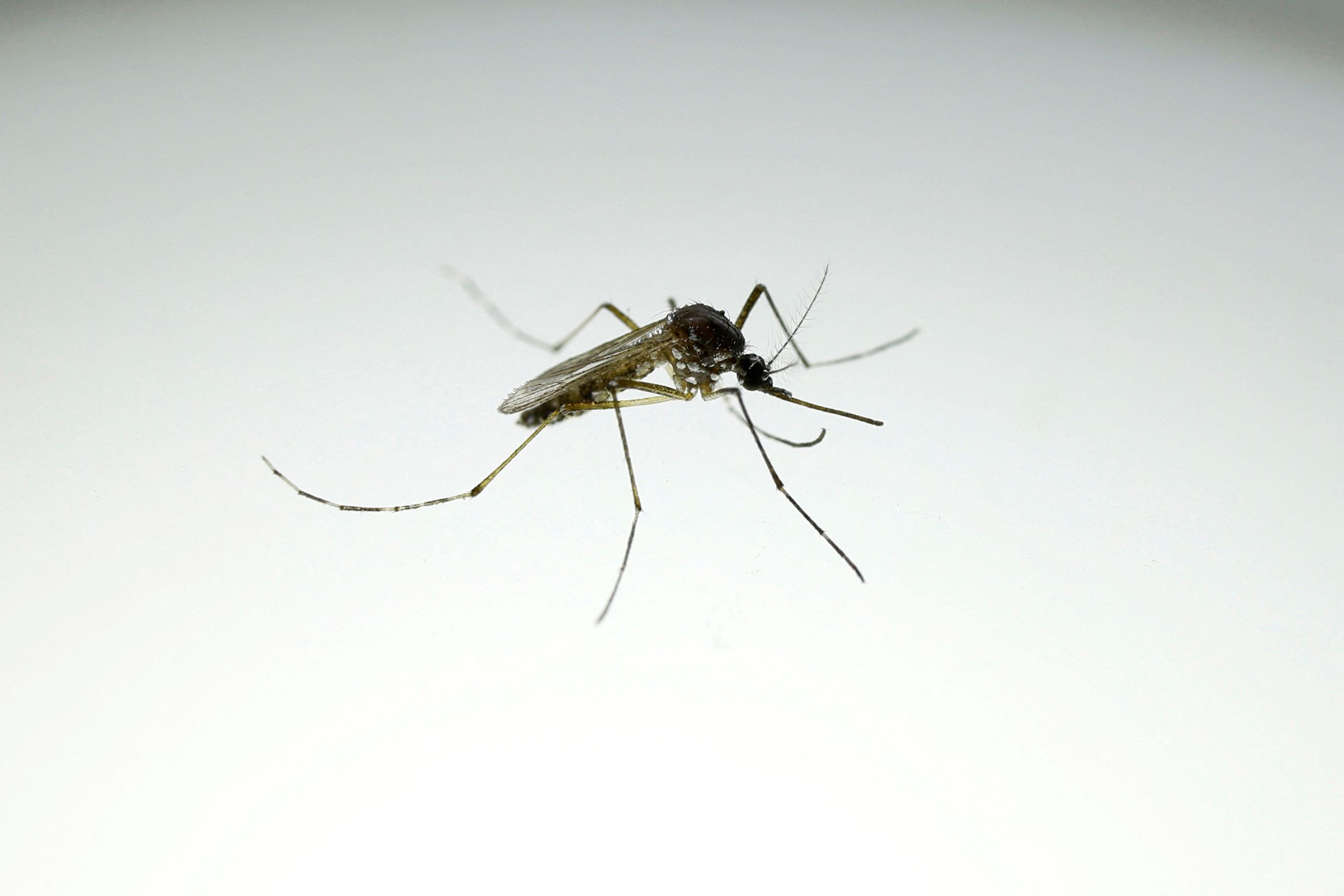 Mosquito