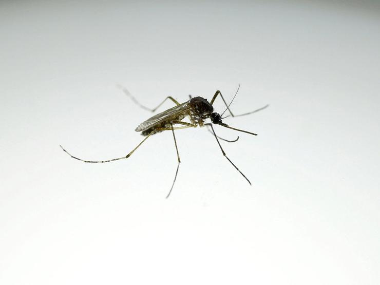 Mosquito