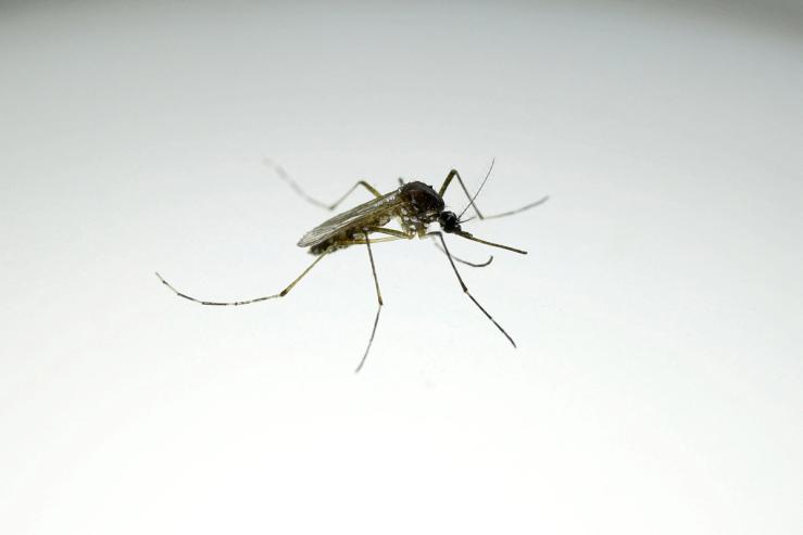 Mosquito