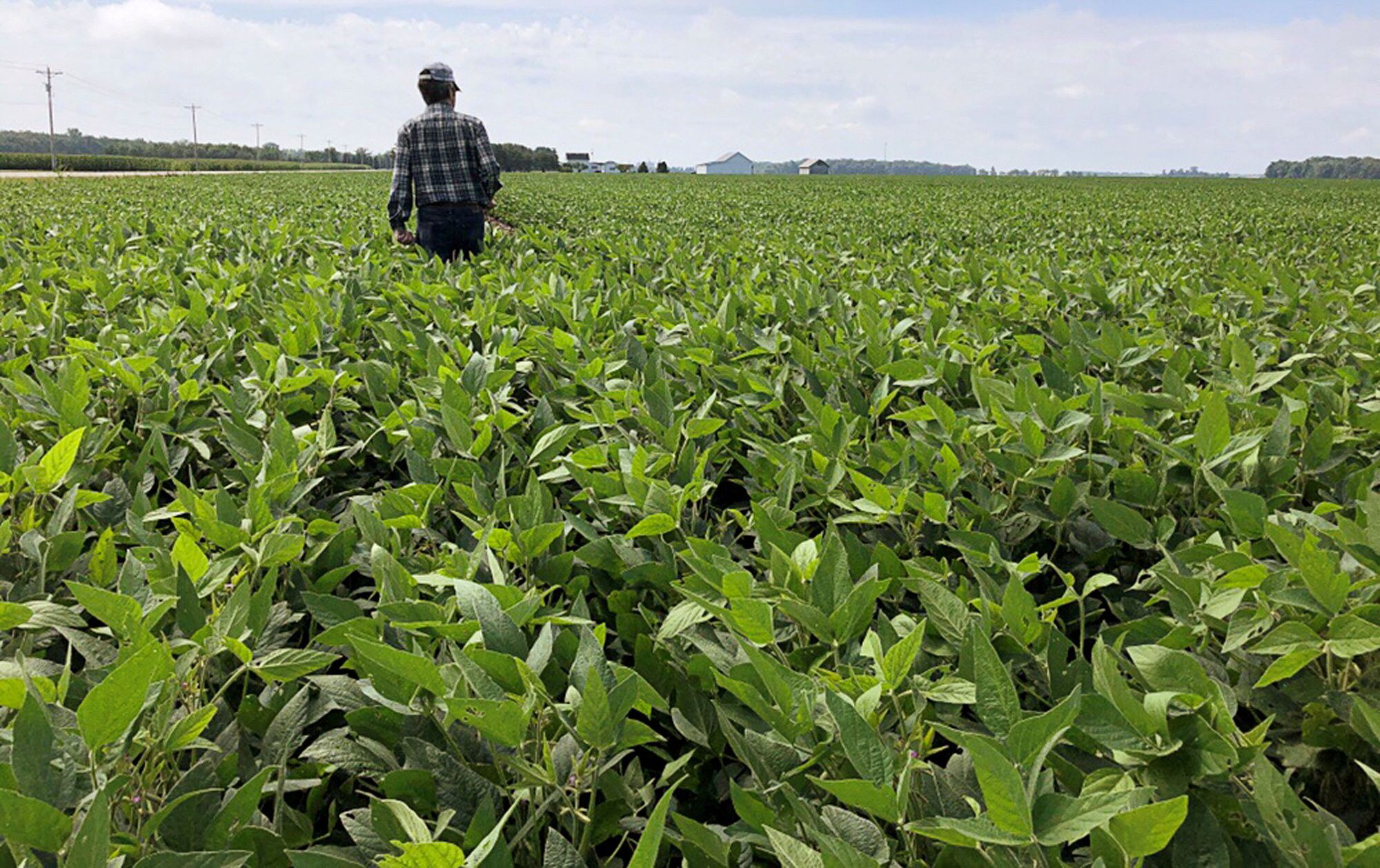 A soybean farmer in the US