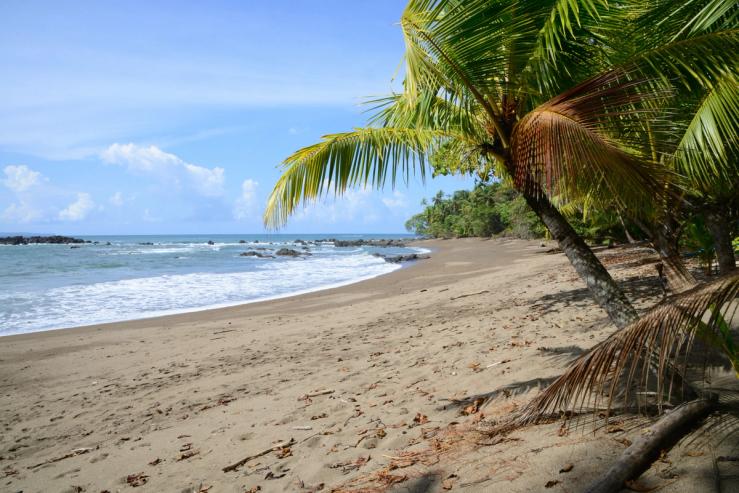 The forest area in Corcovado National Park, Osa Peninsula, Costa Rica.