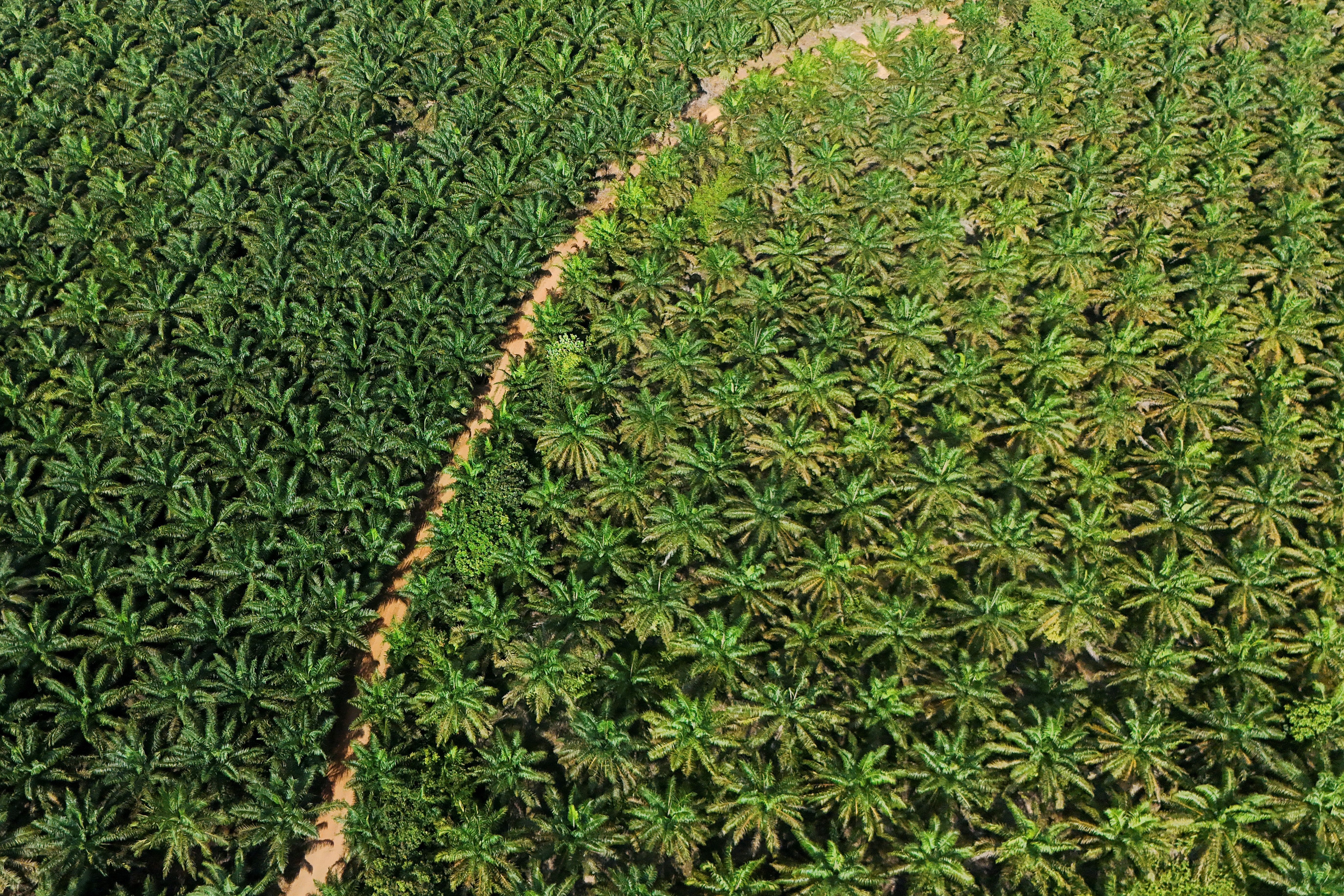 A drone view of the Melati Hanjalipan cooperative palm oil plantation in Indonesia.