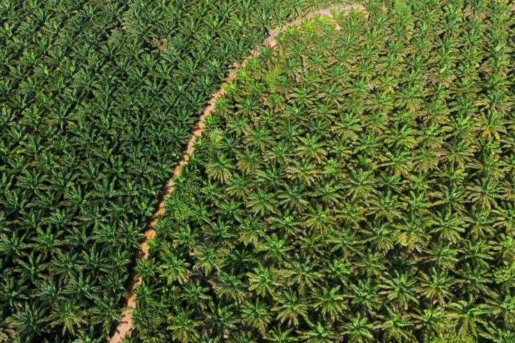 A drone view of the Melati Hanjalipan cooperative palm oil plantation in Indonesia.