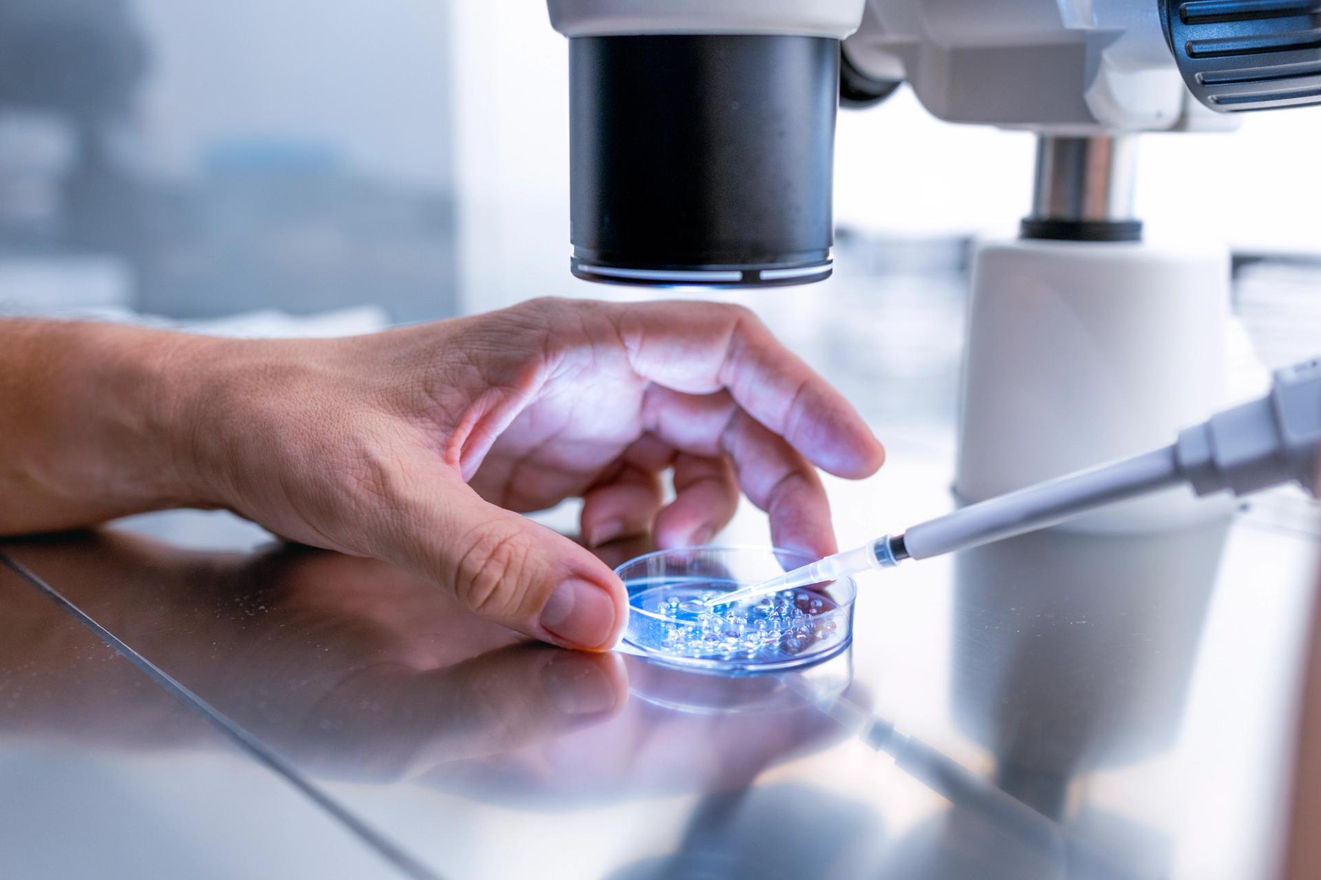 A doctor prepares embryo cultivation plates in a fertility laboratory.