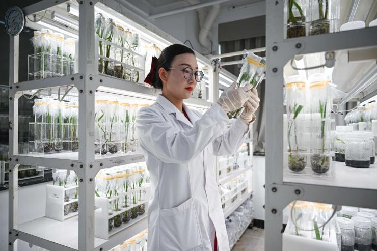 A researcher checks the growth of date palm tissue culture seedlings in a light culture room at the Coconut Research Institute of the Chinese Academy of Tropical Agricultural Sciences.