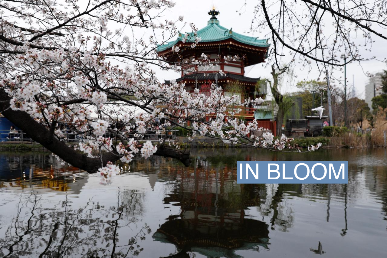 A view shows cherry blossom trees over a pond at Ueno park in Tokyo, Japan, March 21, 2023. REUTERS/Androniki Christodoulou