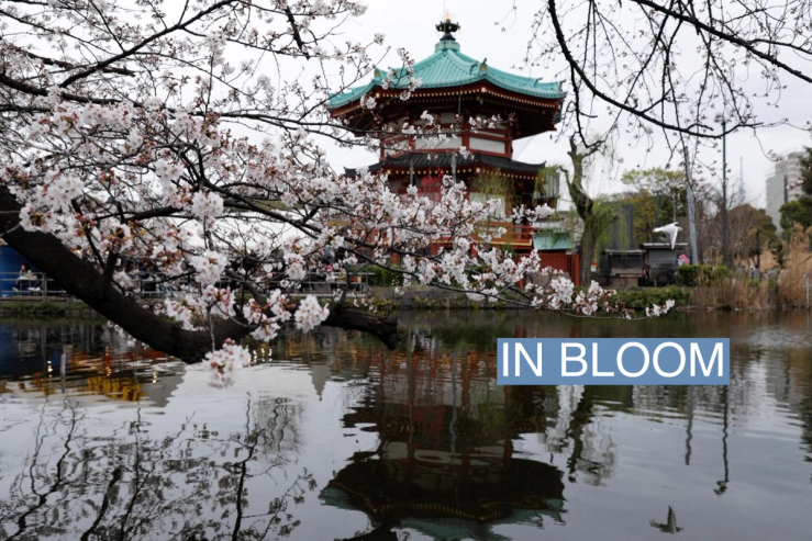 A view shows cherry blossom trees over a pond at Ueno park in Tokyo, Japan, March 21, 2023. REUTERS/Androniki Christodoulou