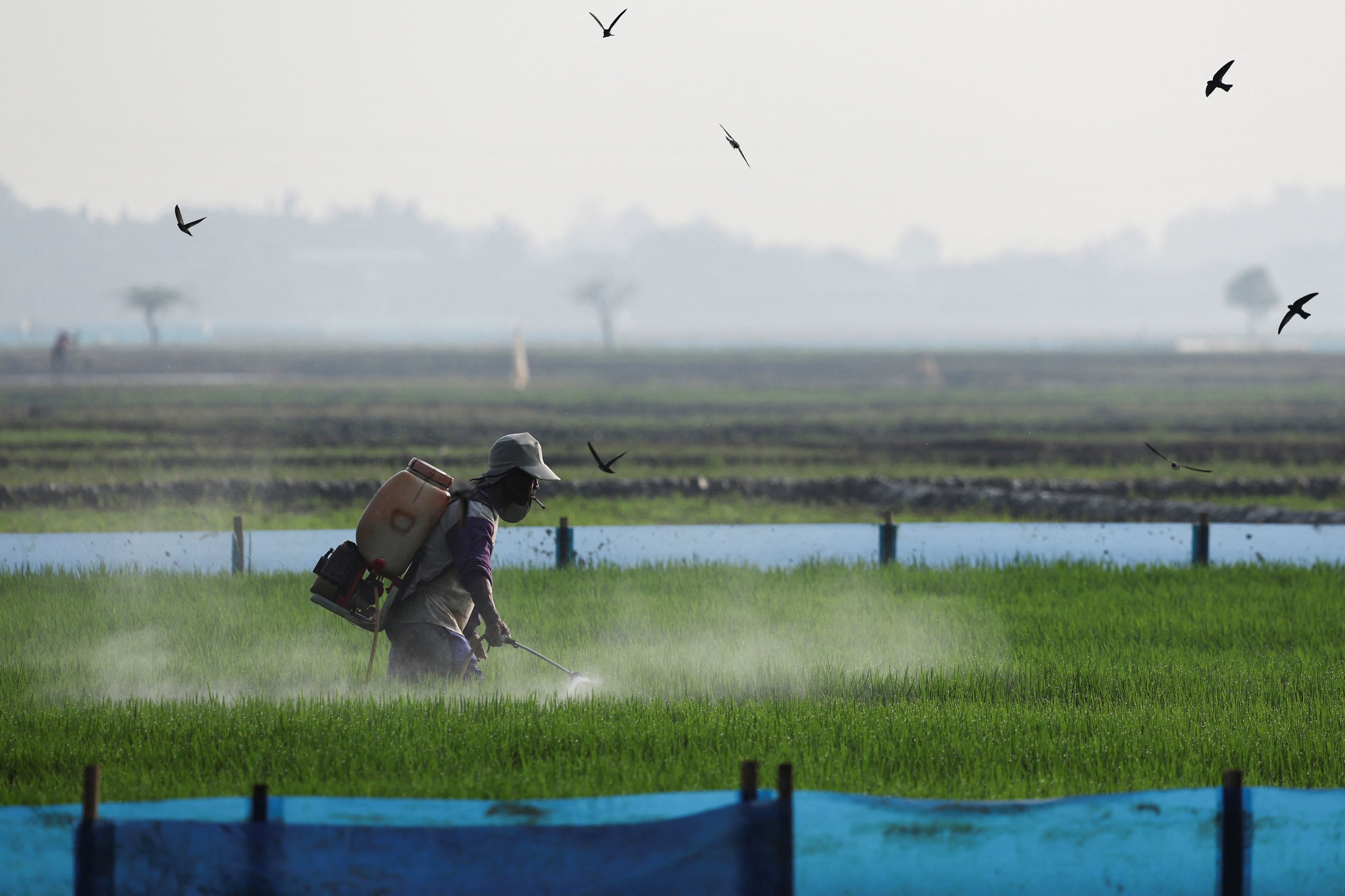 A farmer, sprays fertilizer on rice seedlings at a paddy field.