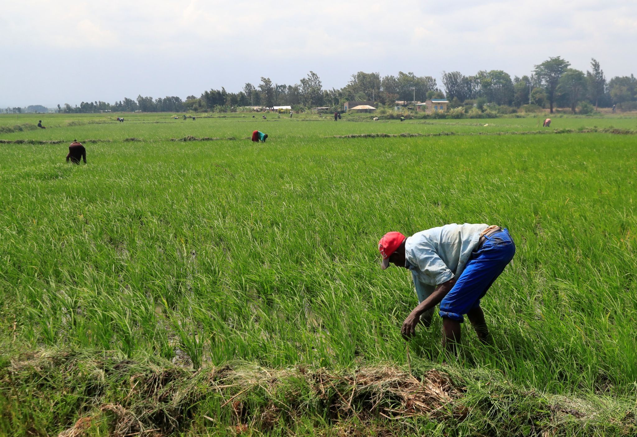 Kenyan farmers stoop in a paddy field