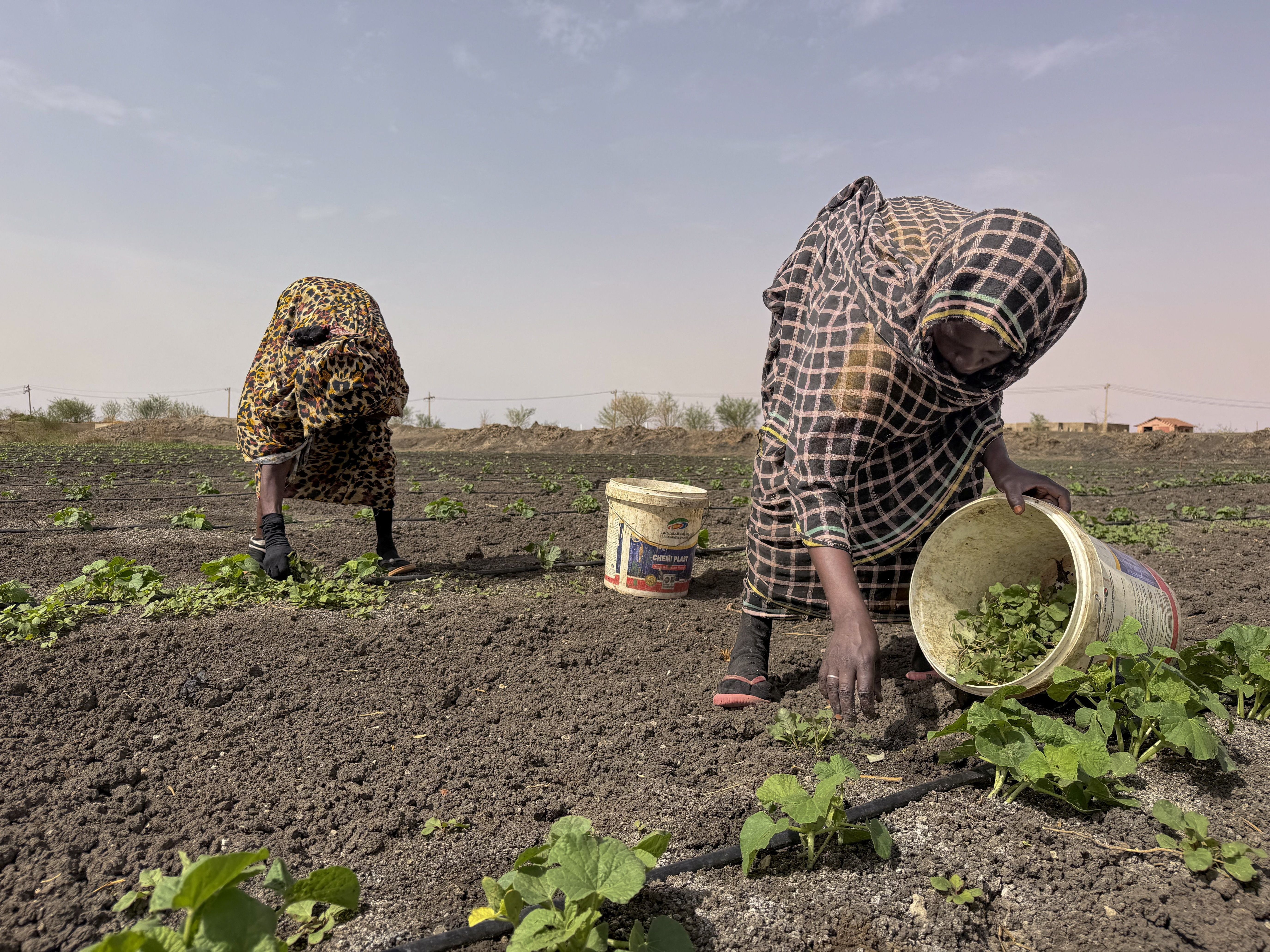 Farmers work on a field in southern Omdurman.