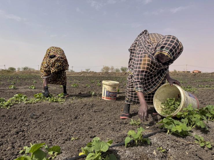 Farmers work on a field in southern Omdurman.