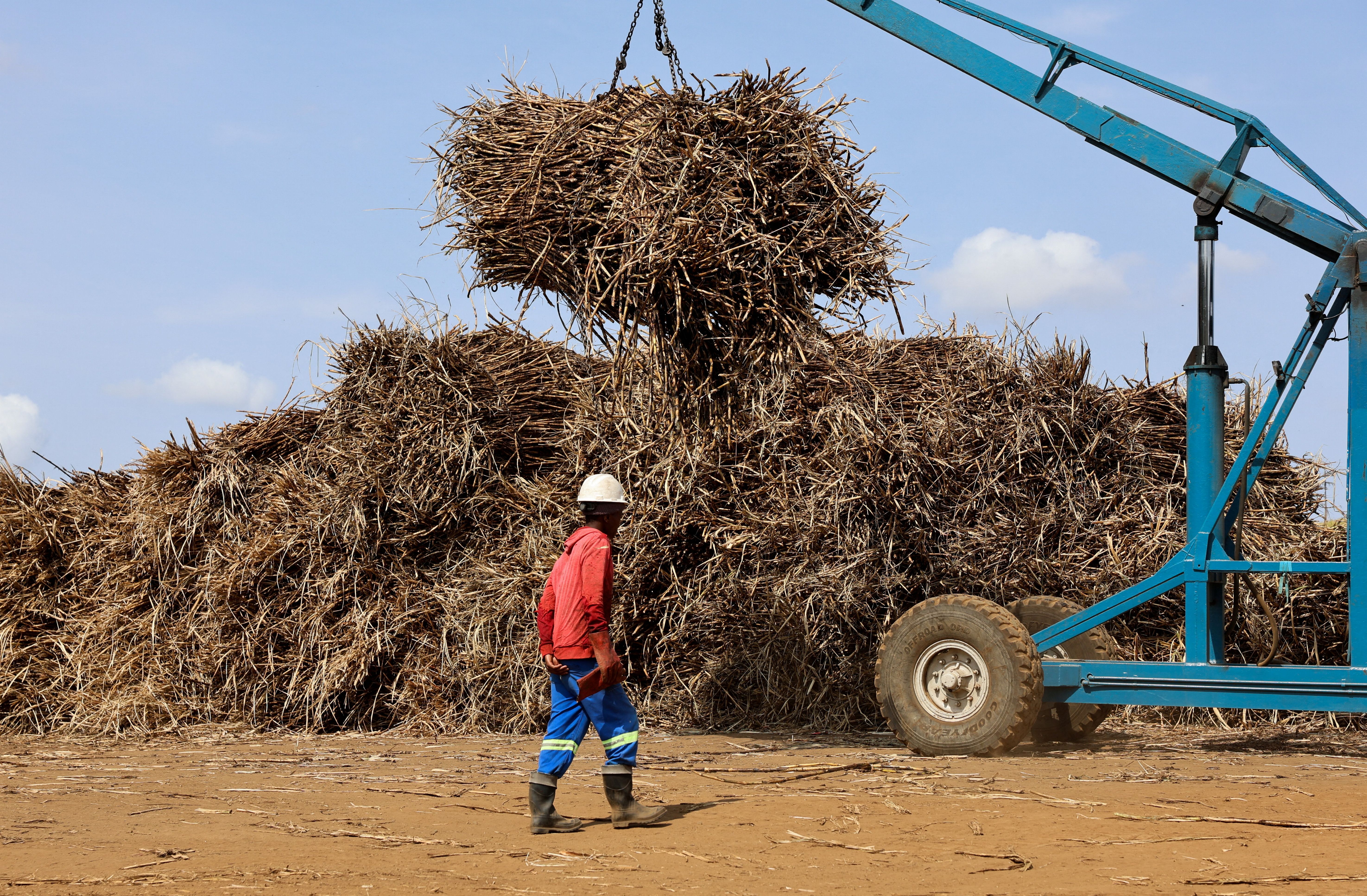 A worker inspects harvested sugarcane in South Africa.
