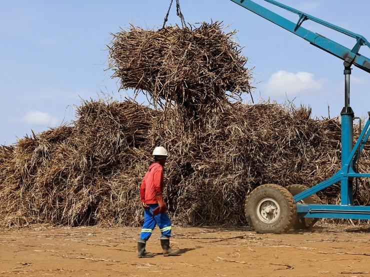 A worker inspects harvested sugarcane in South Africa.