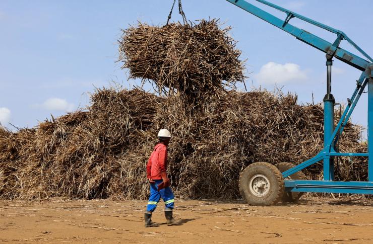 A worker inspects harvested sugarcane in South Africa.