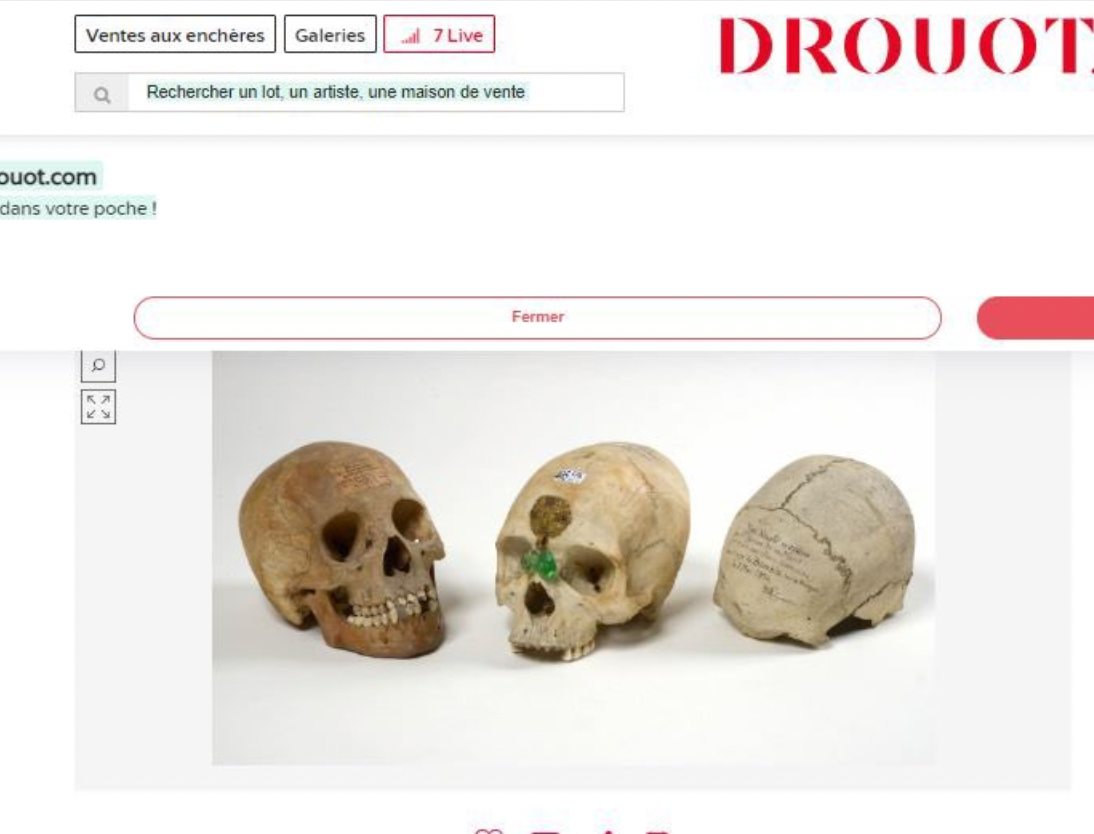 Human skulls auction canceled in Belgium Semafor