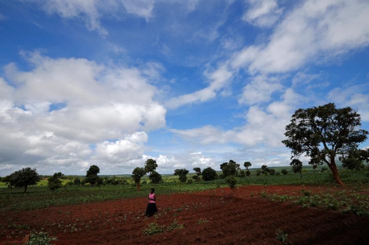 Malawian subsistence farmer Rozaria Hamiton in a field.