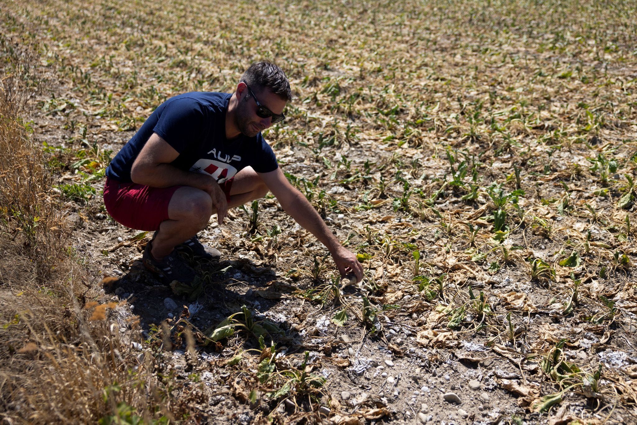 Farmer shows sugar beet fields parched by heatwave.