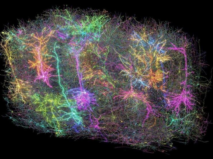 A scan of a tiny portion of mouse brain