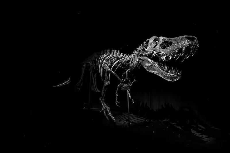 Stan the T-rex, from Abu Dhabi’s Natural History Museum. Courtesy Department of Culture and Tourism - Abu Dhabi.