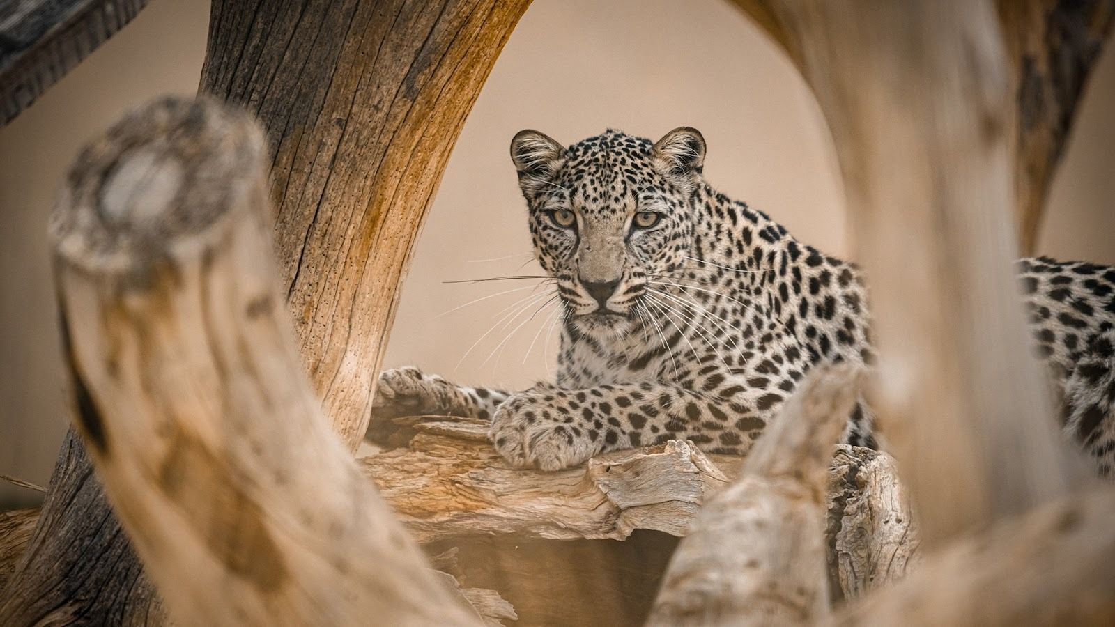 Photo of an Arabian Leopard.