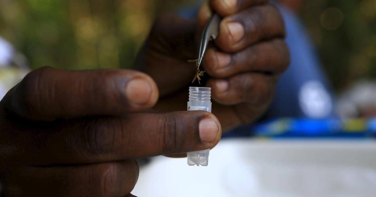 Catnip lotion found to be effective mosquito repellent in Uganda study
