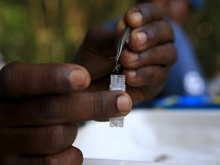 A researcher from the Uganda Virus Research Institute places a mosquito sample into a tube.