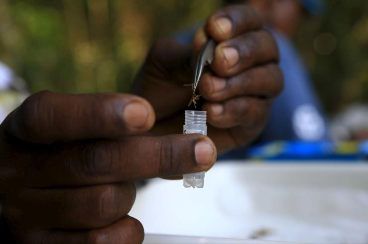 A researcher from the Uganda Virus Research Institute places a mosquito sample into a tube.