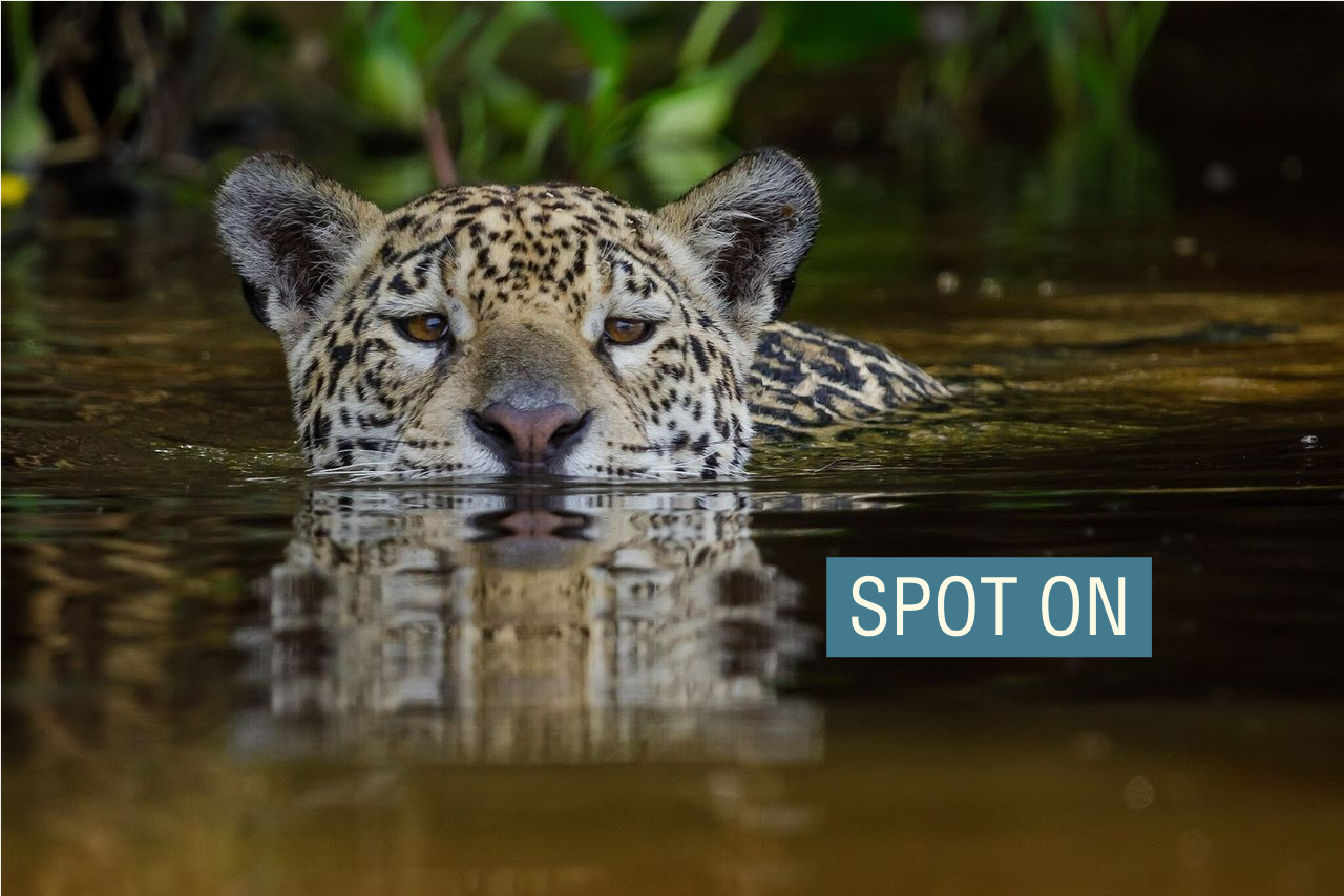 A swimming jaguar.