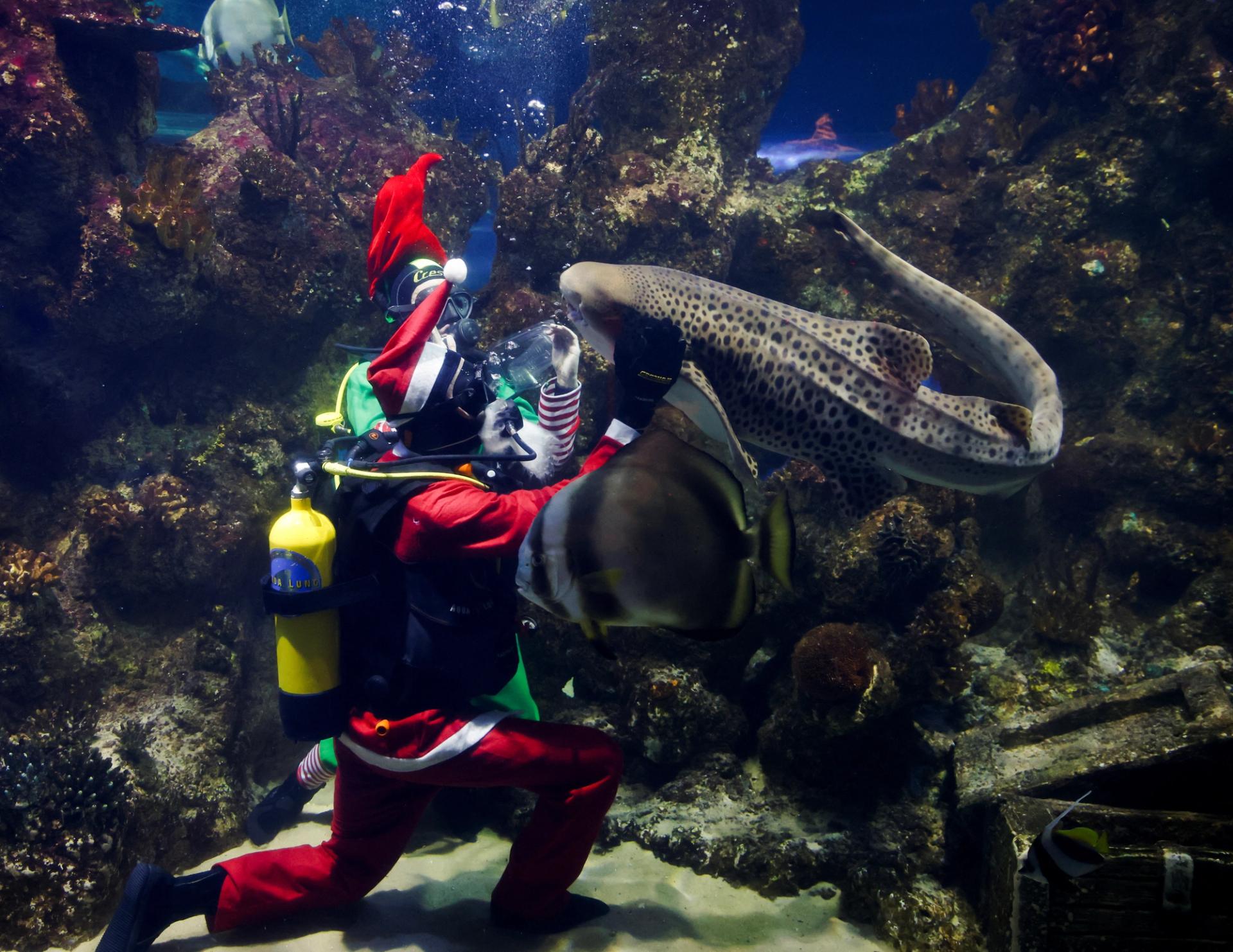 Divers dressed as Santa Claus and one of his elves play with a zebra shark, while feeding sharks and fishes inside a fish tank at the Malta National Aquarium, in Qawra, Malta, December 1, 2023.